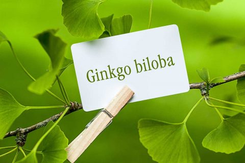 Ginkgo biloba là gì? Nguy cơ gặp phải khi sử dụng quá liều